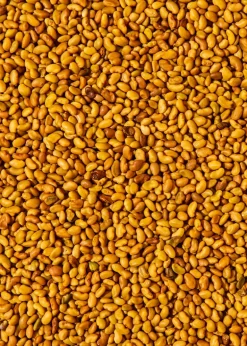 Bio Alfalfa Samen 1 kg