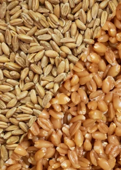 Bio Dinkelkerne 2,5 kg