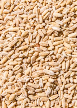 Bio Hafer wie Reis 1,5 kg