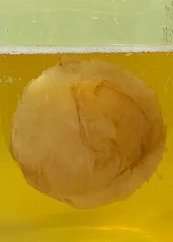 Bio Kombucha Scoby