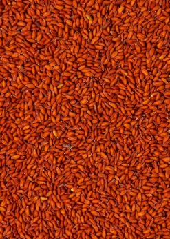 Bio Kressesamen 1 kg