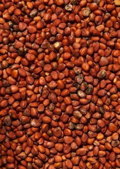 Bio Radieschen Samen 1 kg
