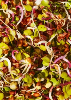 Bio Radieschen Samen 1 kg