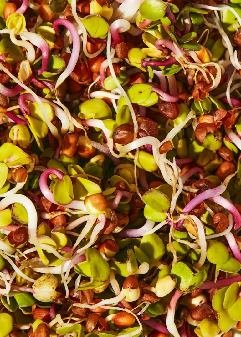Bio Radieschen Samen 1 kg
