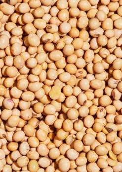 Bio Sojabohnen 2 kg