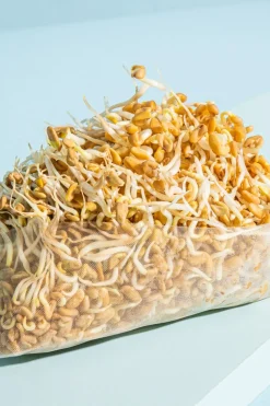Bio Sprossenbeutel Box 6 Sorten 184 g