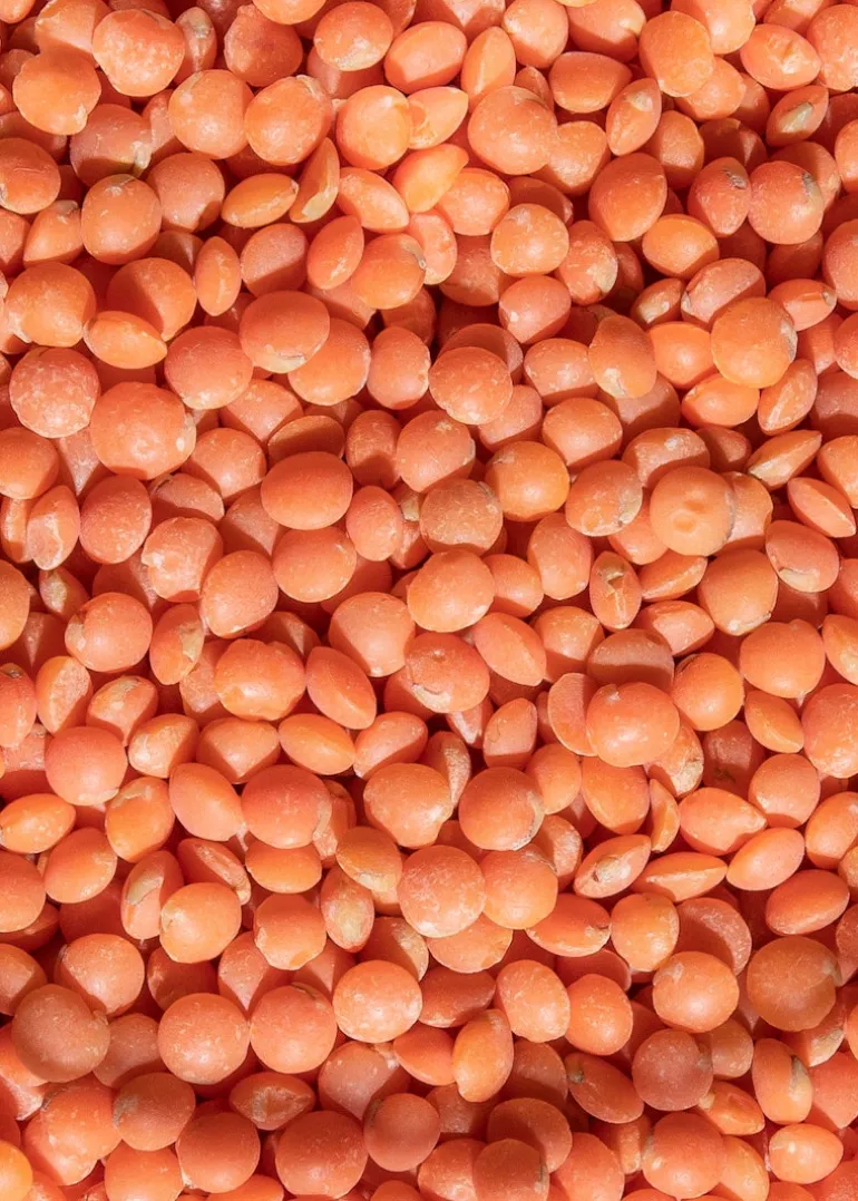Rote Bio Linsen 25 kg